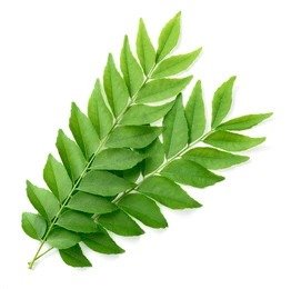 buy curry leaf