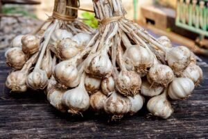 buy organic garlic