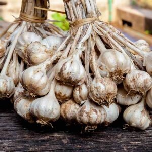buy organic garlic