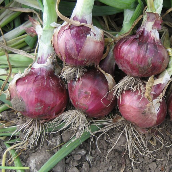 buy organic onion