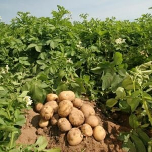 organic potato/aloo