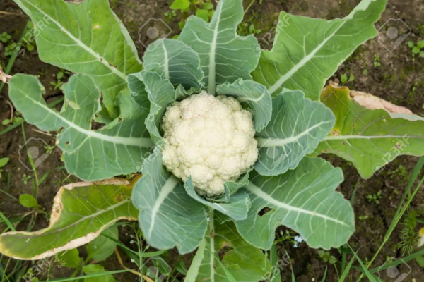 organic cauliflower