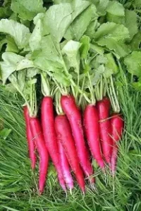 organic red radish
