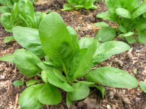 Organic Spinach 