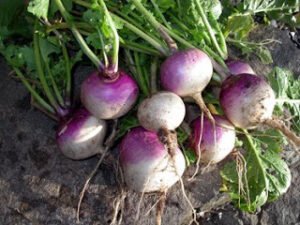organic turnip /shulgum